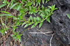 Lepidagathis prostrata